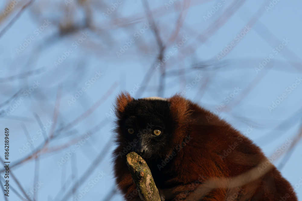 Fototapeta premium A beautiful Red Ruffed Lemur (Varecia rubra) perches on a tree branch. The endangered primate from Madagascar looks curiously at the camera.
