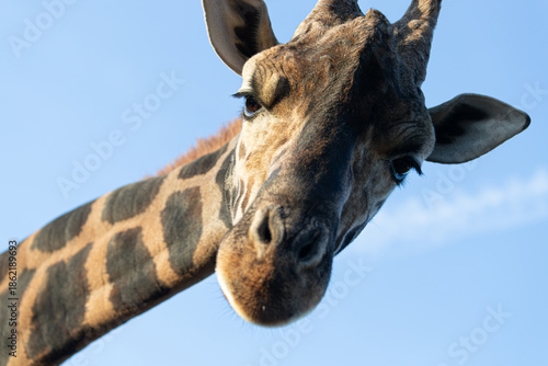 A curious and friendly giraffe leans its head down to look at the camera. A funny and intimate wildlife portrait against a clear blue sky.