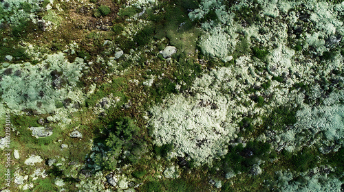 Overhead View of a Moss and Lichen Covered Forest Floor