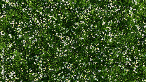 Overhead View of Lush Green Grass with Small White Flowers