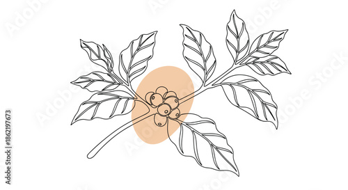 Detailed line drawing of a coffee plant branch with leaves and ripe berries, accented by a soft orange oval in the background.