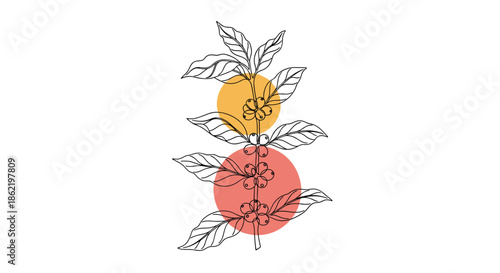 Elegant coffee plant branch with leaves and beans in a line art style with yellow and red abstract circles on white background.