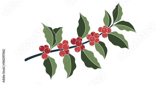 Beautiful branch of a coffee plant with vibrant red berries and dark green leaves isolated on a plain white background.