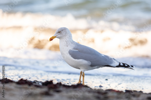 Silbermöwe am Timmendorfer Strand im Winter auf Nahrungssuche am Ufer