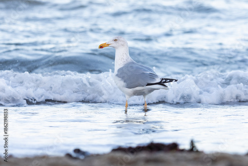 Silbermöwe am Timmendorfer Strand im Winter auf Nahrungssuche am Ufer