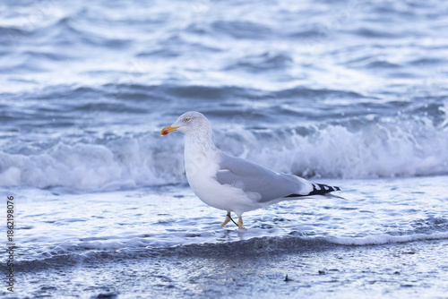 Silbermöwe am Timmendorfer Strand im Winter auf Nahrungssuche am Ufer