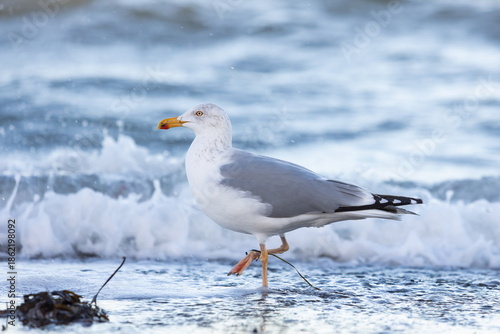 Silbermöwe am Timmendorfer Strand im Winter auf Nahrungssuche am Ufer