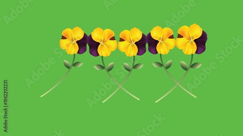 draw set of three white yellow pot decorate with several purple yellow flower on green screen background
