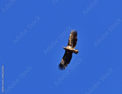 Seeadler (Haliaeetus albicilla) Flugbild