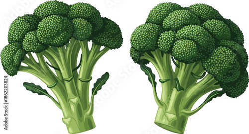 Fresh organic broccoli vegetable illustration with green stalks and florets, healthy food concept, botanical nutrition design for stock content