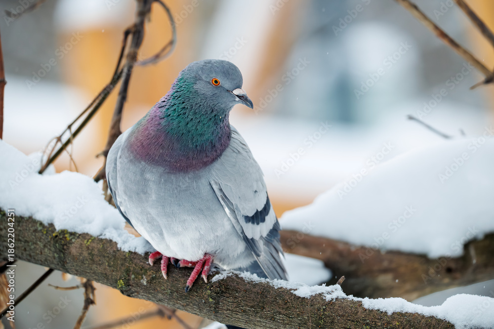 Fototapeta premium white dove on a branch