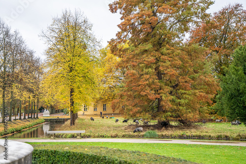 Sheep grazing in the meadow. Alley of trees in autumn park in Potsdam Germany. Old plant garden