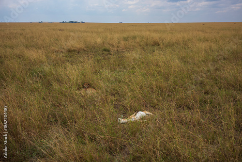 Overhead image of a cheetah surrounded by the cover of the savanna's tall grass with a fresh kill at Central Serengeti National Park