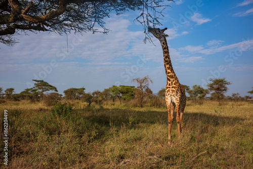 Giraffe walks through a gold savanna on an African Safari
