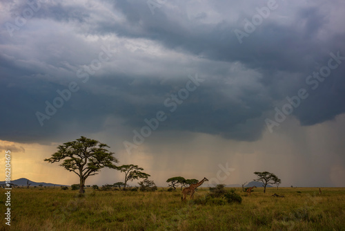 Giraffe walks through a gold savanna on an African Safari