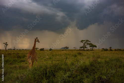 Giraffe walks through a gold savanna on an African Safari