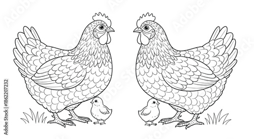 Black and white line art of two adult hens with their small chicks standing on grass, a perfect animal illustration for nature coloring books.