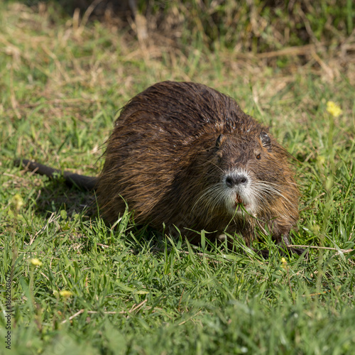 Wild animals that allow humans to get close to them