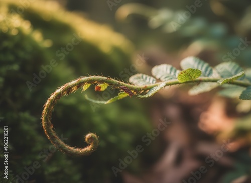 Curled Vine Stem with Leaves in Forest.
