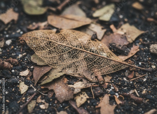 Dry Leaf on Ground with Soil and Debris.