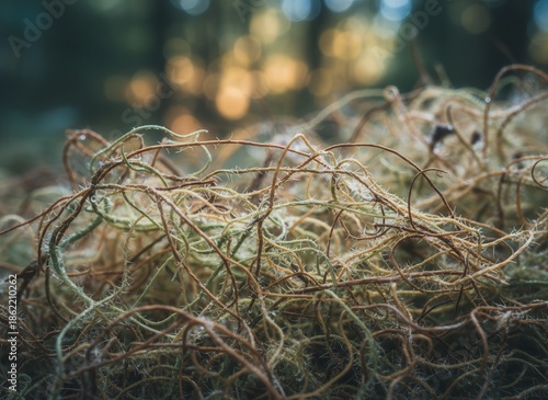 Tangled Fishing Net in Forest Setting.