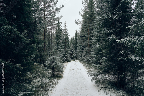 Photography from the Totenåsstien Hiking Track between Kvikstadsætra and Øvre Kolbusætra, Totenåsen Hills, Norway, January 2026.