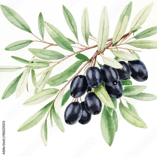 Olive branch with black olives