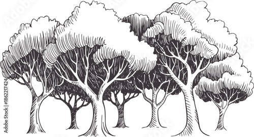 Detailed hand drawn of dense forest trees in monochrome line style