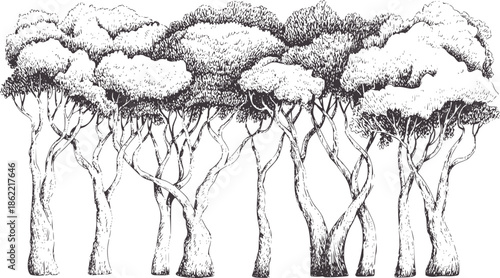Highly detailed hand drawn featuring intertwined trees with gnarled trunks and dense foliage