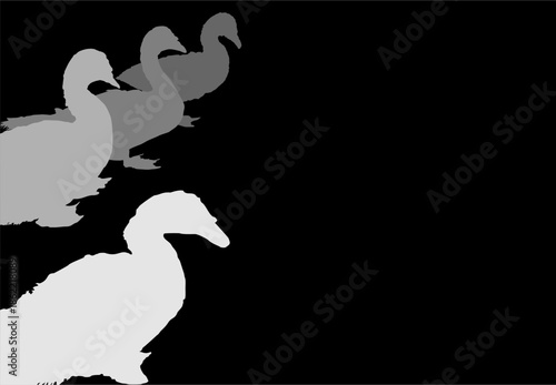 background design with a poultry theme in the form of a Muscovy duck using grey and black colors