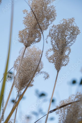 dry reed grass seed heads against blue sky in autumn