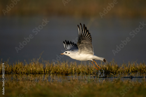 Morning light reveals black headed gull lifting gracefully above calm lake