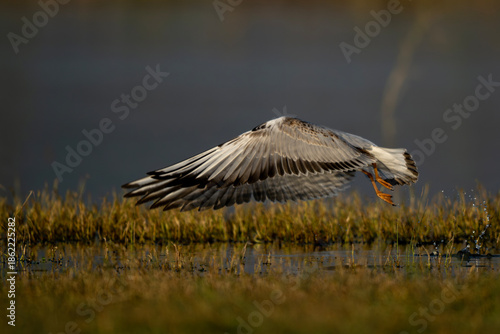 Natural wetland setting captures black headed gull lifting above lake