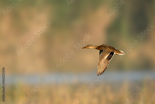 Calm morning atmosphere frames female mallard duck gliding across freshwater lake