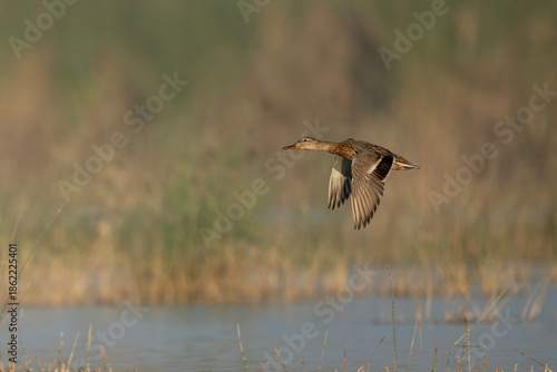 Female mallard duck flying low over calm lake during soft morning light