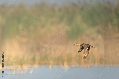 Natural lake habitat shows female mallard duck flying confidently overhead