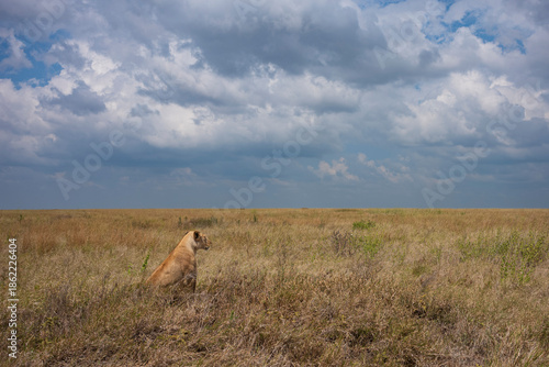 Lioness on an African Safari