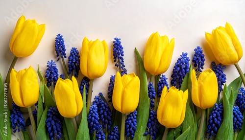 Bright Yellow Tulips and Blue Muscari Flowers in Spring Arrangement.