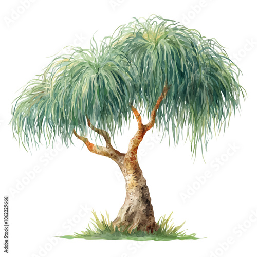 A watercolor painting of Ponytail Palm, vector illustration on white background.