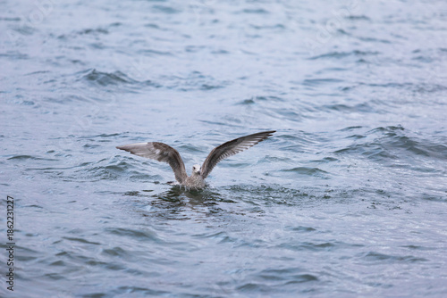 Juvenile Heringsmöwe landet auf der Wasseroberfläche
