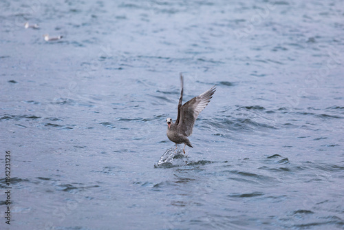 Juvenile Heringsmöwe startet dynamisch von der Wasseroberfläche der -Die Serie zeigt natürliches Flug- und Startverhalten  