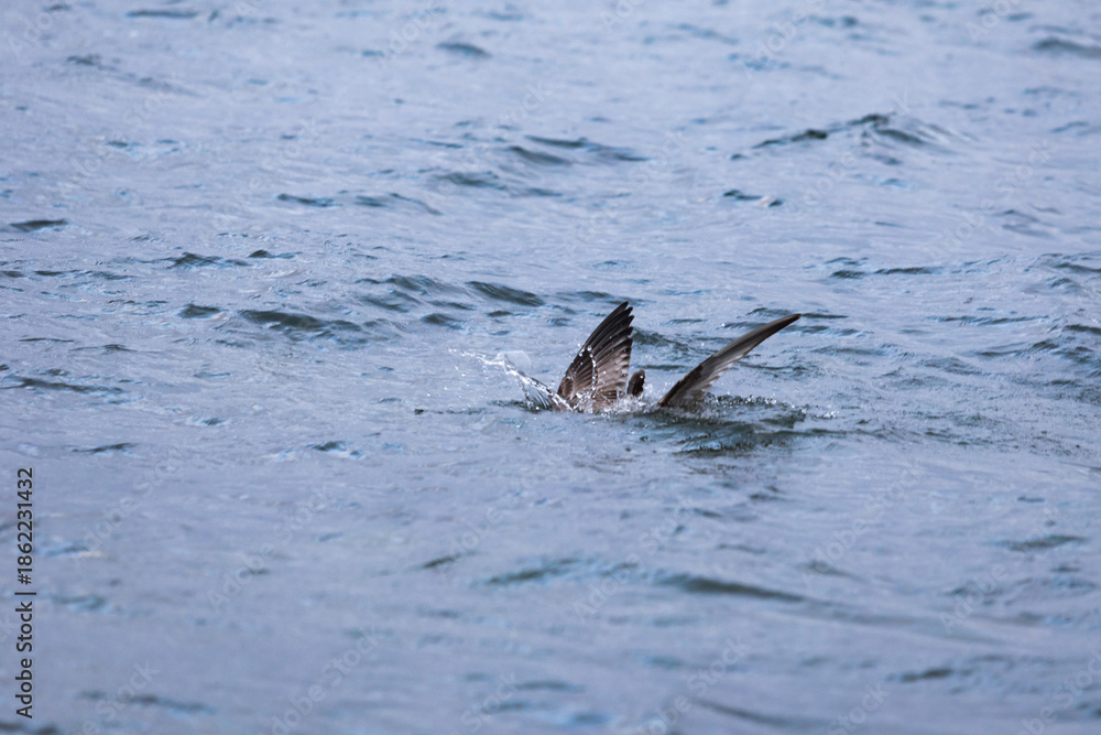 Fototapeta premium Juvenile Heringsmöwe startet dynamisch von der Wasseroberfläche der -Die Serie zeigt natürliches Flug- und Startverhalten 