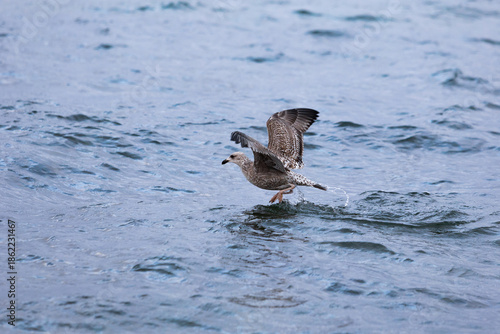 Juvenile Heringsmöwe startet dynamisch von der Wasseroberfläche der -Die Serie zeigt natürliches Flug- und Startverhalten  