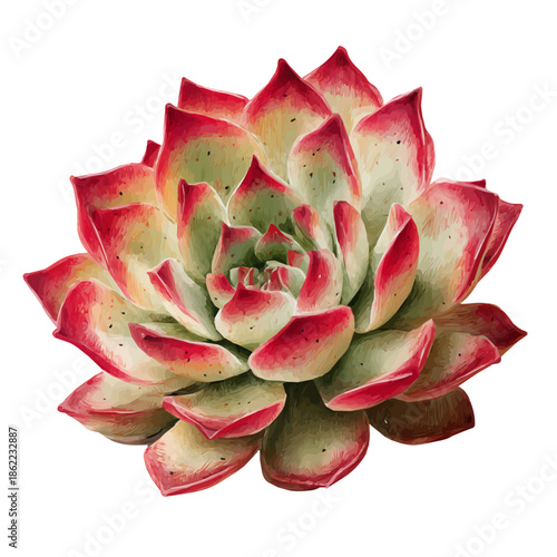 Watercolor-style vector illustration of Tiger Jaw Succulent, isolated on a clean white background.
