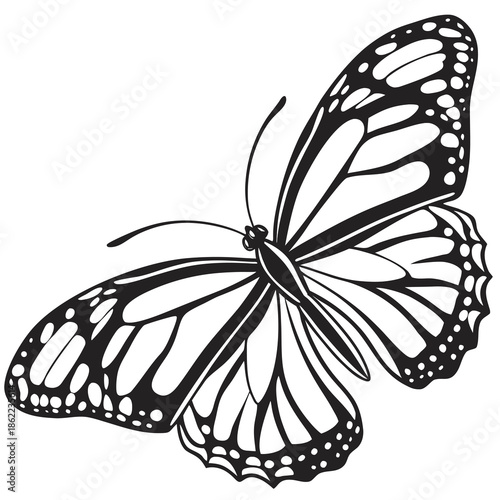 A detailed black and white illustration shows a monarch butterfly with patterned wings spread wide against a blank background.