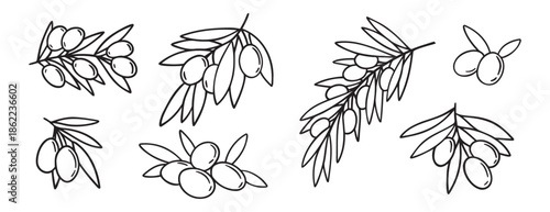  olive branch isolated doodle hand drawn on white background set. Outline drawing olive tree branch for menu, logo, greeting cards