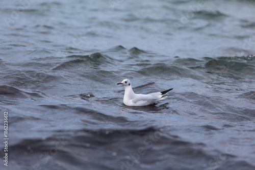 Adulte Lachmöwe im Winterkleid schwimmt ruhig auf der Wasseroberfläche der Ostsee, umgeben von sanften Wellen. Die Aufnahme zeigt einen typischen Küstenvogel in natürlicher maritimer Umgebung.