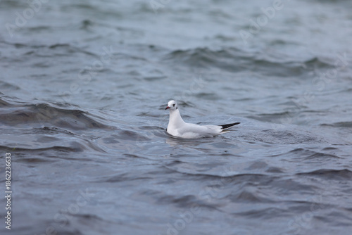 Adulte Lachmöwe im Winterkleid schwimmt ruhig auf der Wasseroberfläche der Ostsee, umgeben von sanften Wellen. Die Aufnahme zeigt einen typischen Küstenvogel in natürlicher maritimer Umgebung.