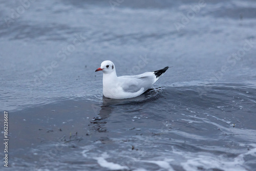 Adulte Lachmöwe im Winterkleid schwimmt ruhig auf der Wasseroberfläche der Ostsee, umgeben von sanften Wellen. Die Aufnahme zeigt einen typischen Küstenvogel in natürlicher maritimer Umgebung.