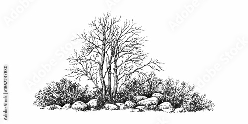 A detailed black and white sketch of a bare tree with surrounding shrubbery
